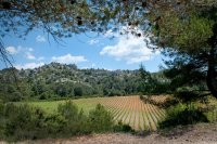 Vignes