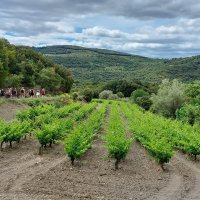 Vins, Vignes et Terroirs : Cabrières 2022