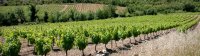 vins vignes et terroirs cabrieres