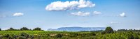 vignoble aop languedoc