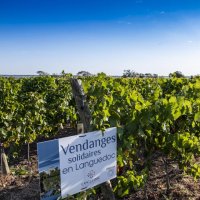 Vendanges solidaires Cathédrale de Maguelone en Languedoc