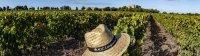 vendanges cathédrale de maguelone vignoble du languedoc