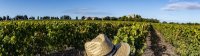 vendanges cathédrale de maguelone vignoble du languedoc