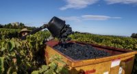 vendanges manuelles et solidaires cathédrale de maguelone