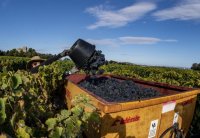 vendanges manuelles et solidaires cathédrale de maguelone