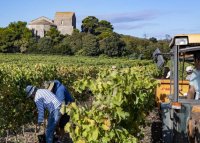 vendanges à la main à la cathédrale de maguelone