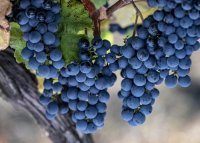 Les raisins de la vendanges solidaires en languedoc