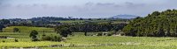 le vignoble du picpoul de pinet