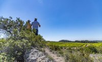 Vin, Vigne et Terroir AOC Picpoul de Pinet