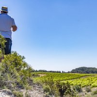 paysage du vignoble du picpoul de pinet une aoc en terroir languedoc