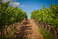 Languedoc et vignobles vignette