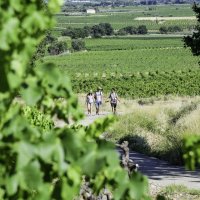 Circulade Vigneronne en Terrasses du Larzac 2023