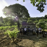 Circulade Vigneronne en Terrasses du Larzac 2023 Circulade Vigneronne en Terrasses du Larzac 2023