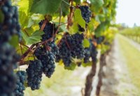 Initiation comment fait-on du vin ? Initiation comment fait-on du vin ?