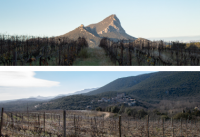Les Grandes AOC du Languedoc : Terrasses du Larzac et Pic Saint Loup