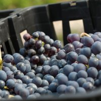 Quels sont les grands cépages noirs du Languedoc ?