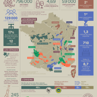 Infographie - La viticulture française