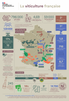 Infographie - La viticulture française
